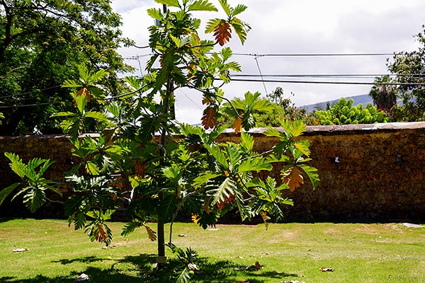 image of hale pa'i printing press museum 